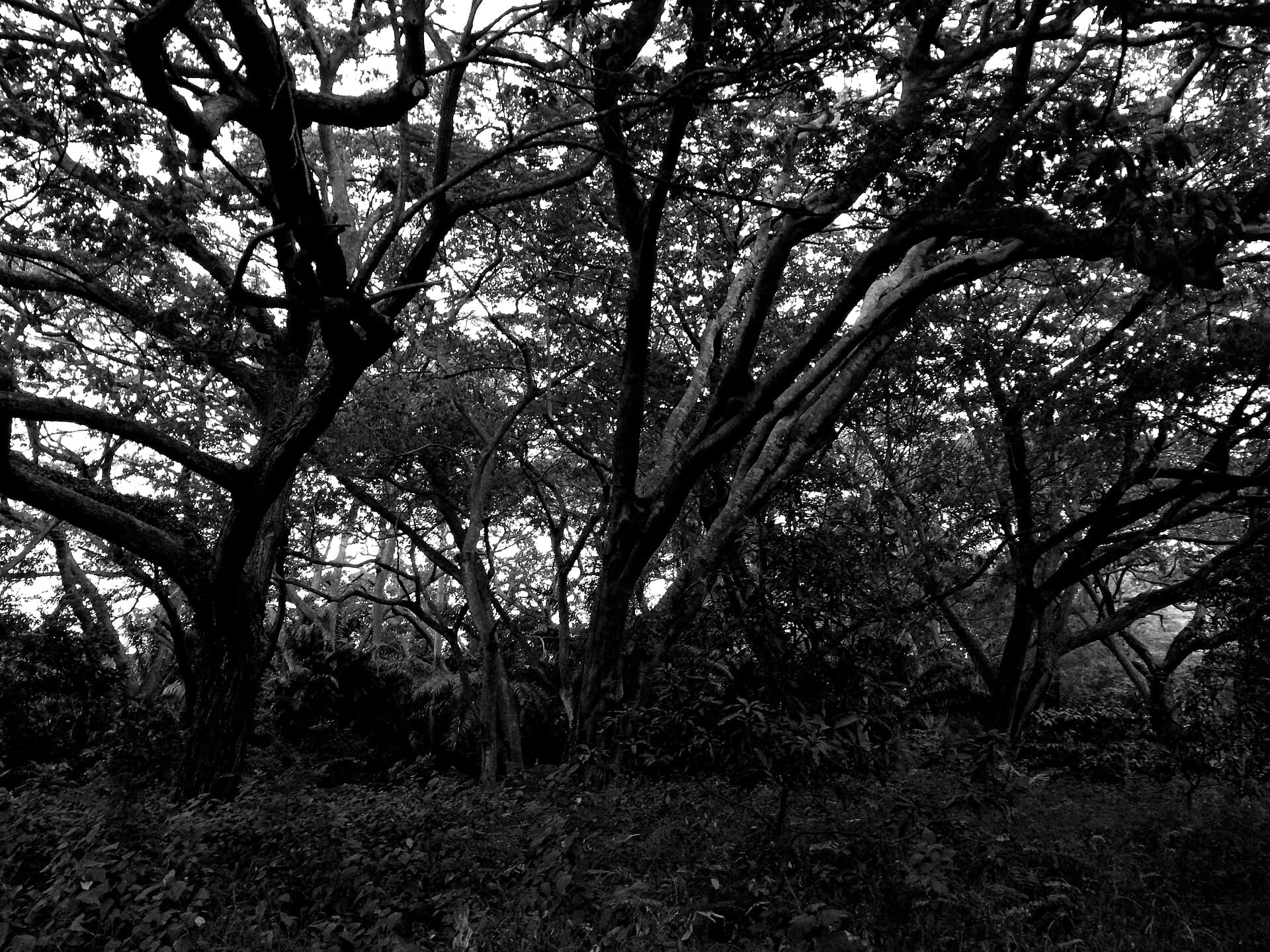 Legon Botanical Gardens — Accra, Ghana