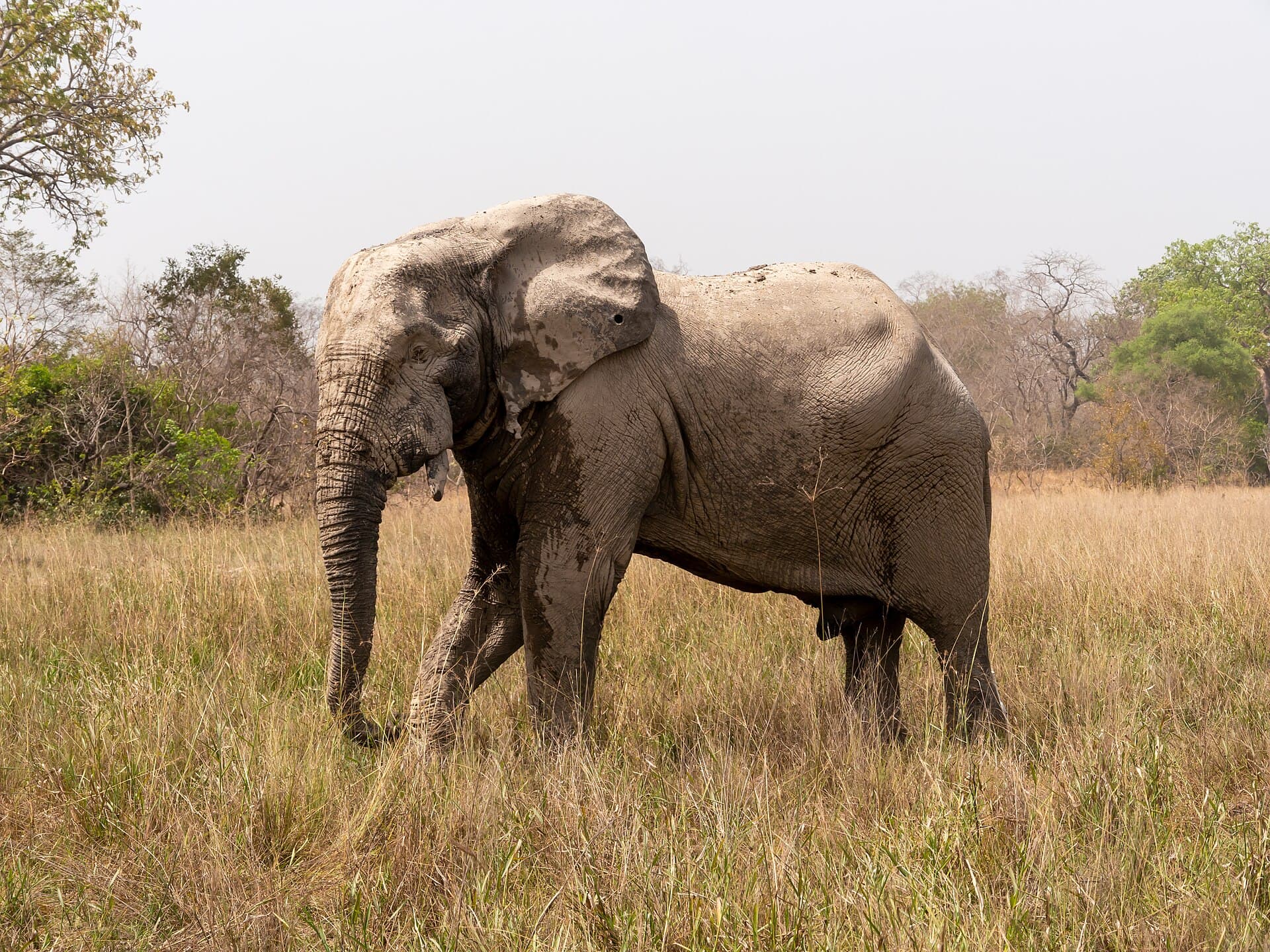 Mole National Park Safari