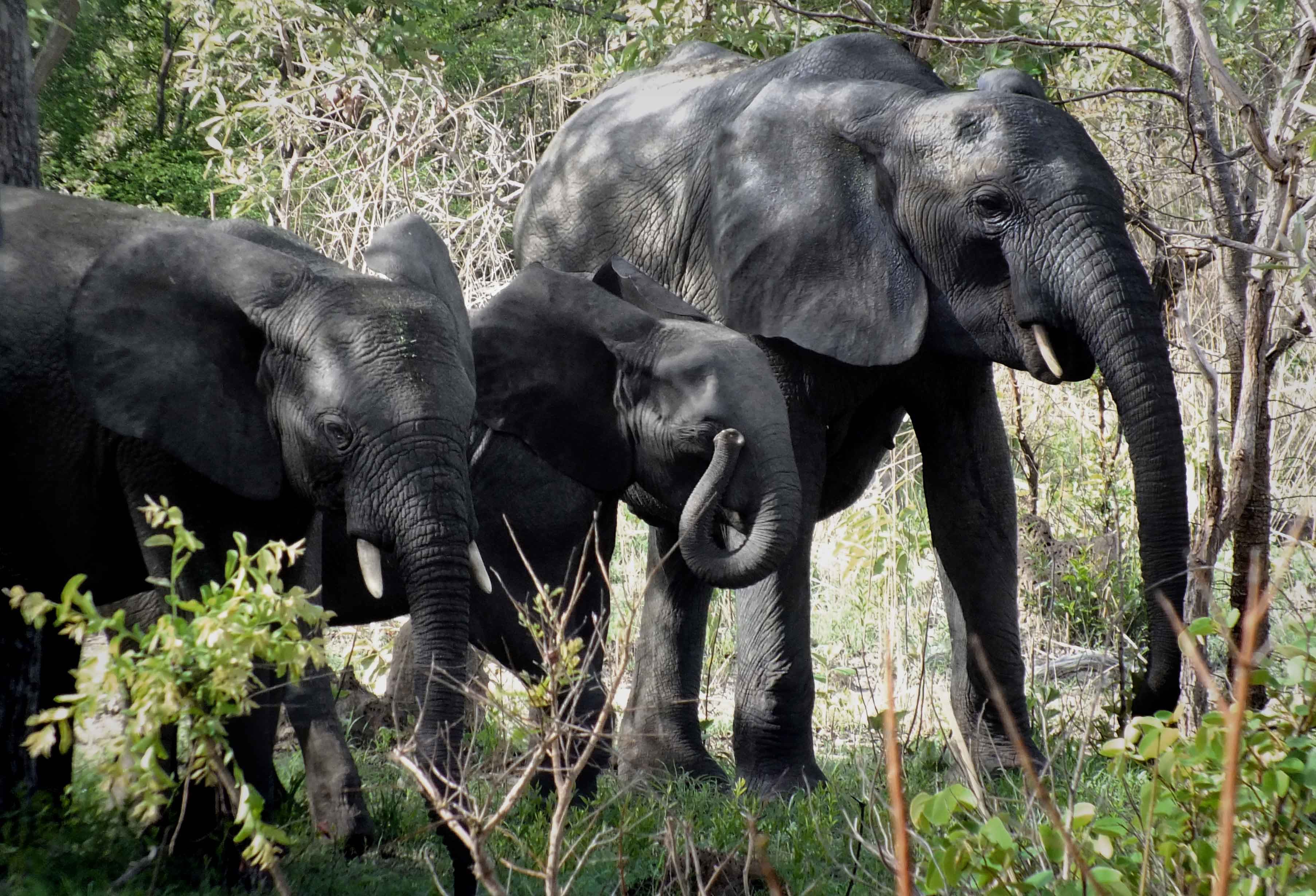 Mole National Park Safari